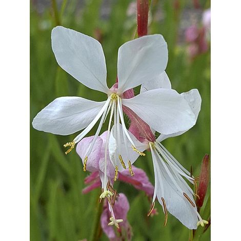 Gaura de lindheimer 'Summer Breeze' Godet de 8/9 cm (1/3)
