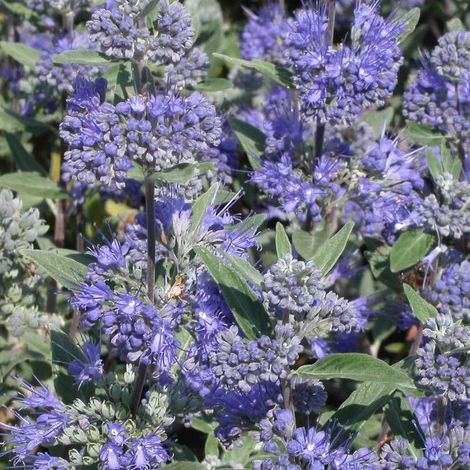 Caryopteris Heavenly Blue, Spirée bleue, Barbe bleue/Pot de 3L - 20/40 cm (1/2)