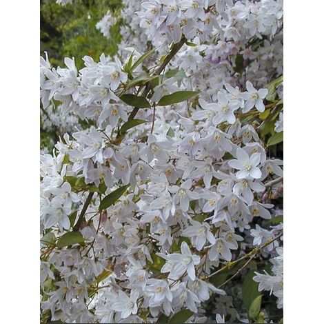 Deutzia monbeigii Pot de 2L/3L (1/4)