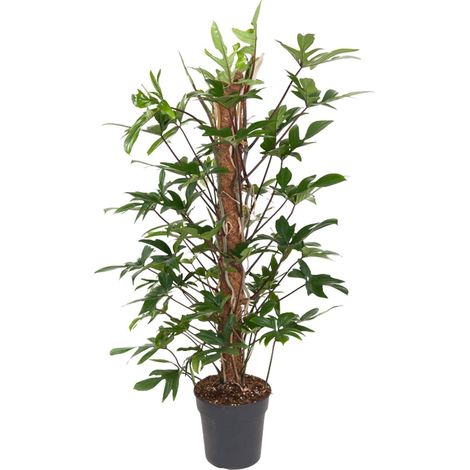 Philodendron Pedatum - Plante Verte d'Intérieur et Extérieur - Pot Ø 24 cm - Hauteur 120 cm - PANGIVO (1/4)