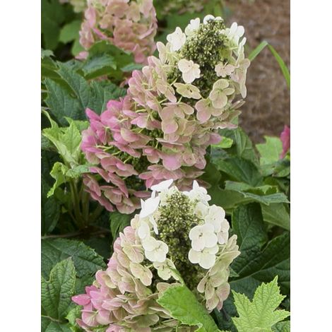 Hortensia à feuilles de chêne 'Jetstream' Pot de 6L/7L (1/2)