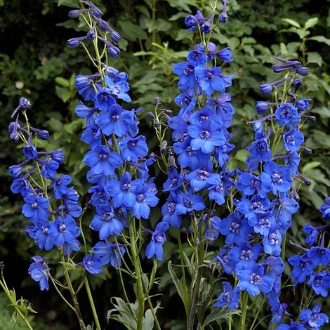 4 x Pied d'Alouette belladone 'Blue Bird' - godet 9x9 cm