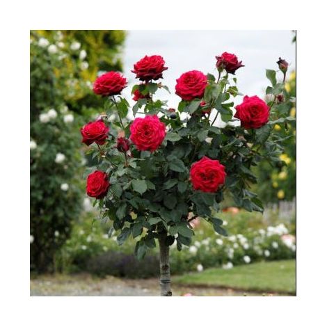 Gardenaria Rosa 'Grafin Diana' - Rosa da giardino - Altezza: 40/50 cm (vaso20) (1/3)