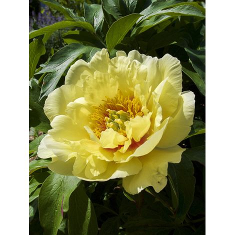 Pivoine Itoh 'Yellow Crown' Pot de 3L/4L