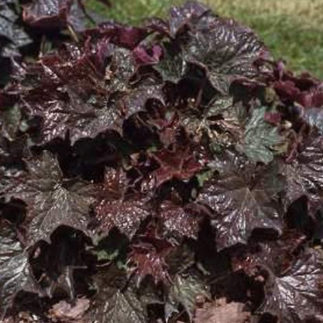 4 x Heuchère  - Heuchera macrantha 'Palace Purple'  - godet 9x9