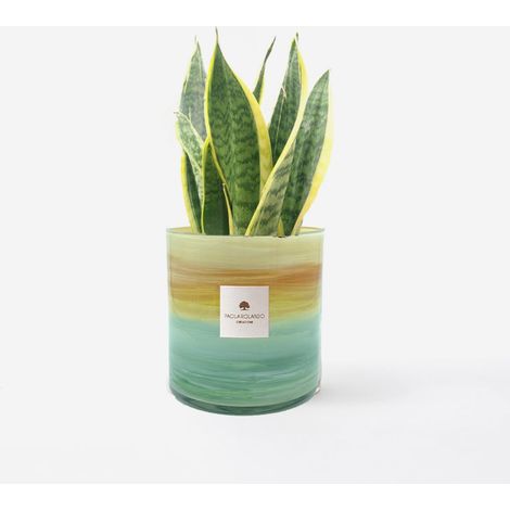 Sansevieria dans vase en verre décoré à la main - Tramonto Made in Italy - Hauteur 15 cm - Multicolore 2