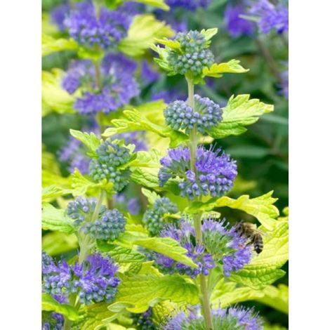 Barbe-bleue, Spirée bleue 'Hint of gold' Pot de 3L/4L (1/2)