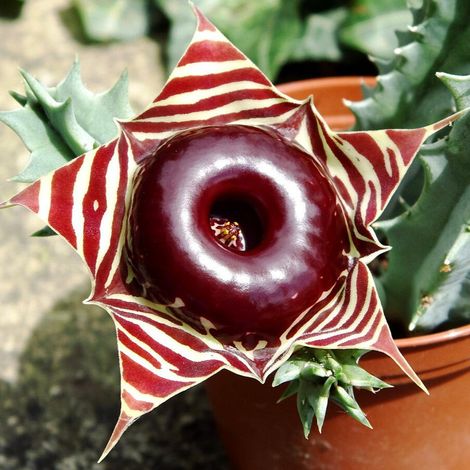 Huernia keniensis fma. zebrina - stapelia del Kenya - vaso 10 cm (1/2)