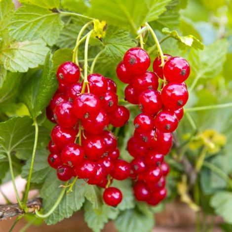 Groseillier à grappes (Ribes rubrum)