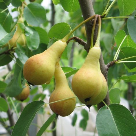 PIANTA DA FRUTTO PERO SAN GIOVANNI in vaso 20 età 2/3 anni (foto reali)
