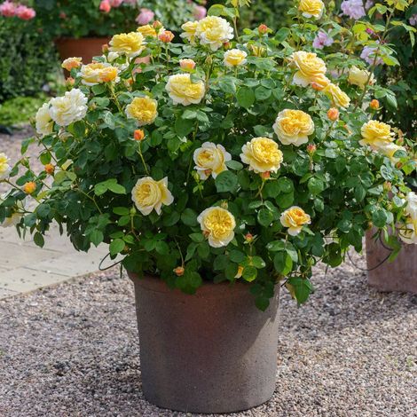 Gardenaria Rosa 'Charles Darwin' - Rosa da giardino - Altezza: 40/50 cm (vaso20) (1/4)