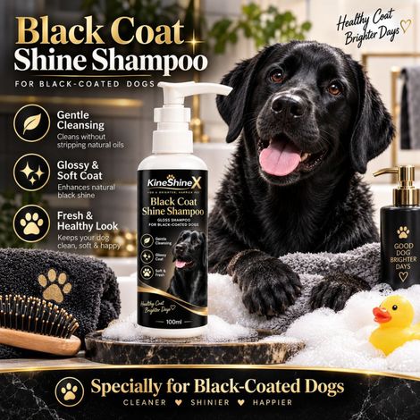 KineShineX Black Dog Shine Shampoo hilft, den Glanz des schwarzen Fells zu verbessern. (1/5)