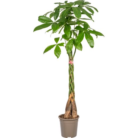 Pachira Aquatica Arbre de la Chance avec Tronc Tressé Plante d'Intérieur Ø24cm H120-140cm - PANGIVO (1/5)
