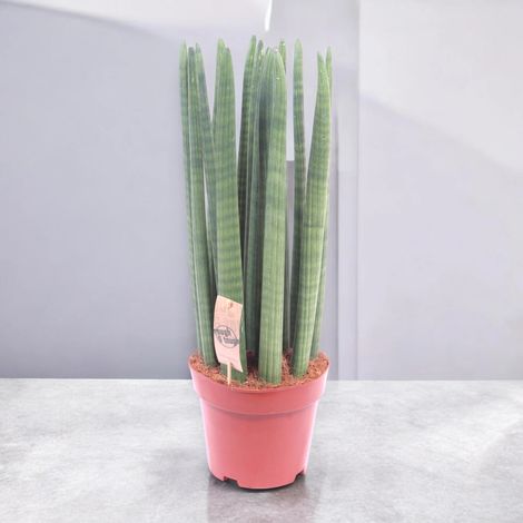 Gardenaria Sansevieria cylindrica 'Straight' - Pianta da interno ornamentale - Altezza: 35 cm (vaso 12) (1/5)