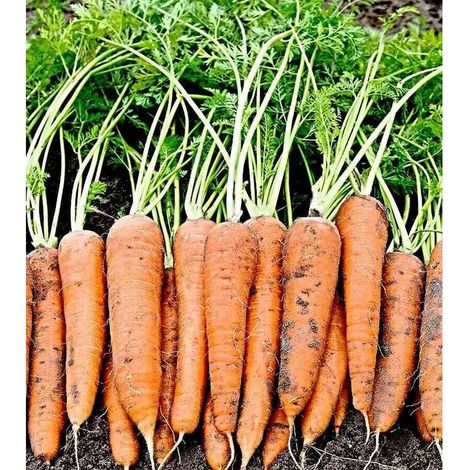 Graines de Carotte – Environ 200 Graines – Variété Orange – Légume Racine – Culture Jardin Potager (1/5)