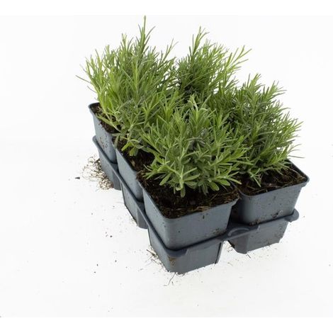 Lavande anglaise - 12 pièces - Lavandula anguiella 'Munstead' - P9 - Plante - Plante de jardin