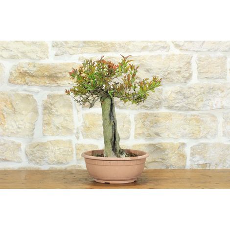 Pre bonsai di Melograno (2) (1/5)