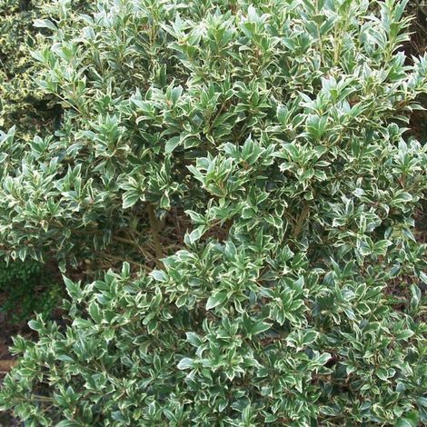 Osmanthe panaché, Osmanthus/Pot de 3L - 20/40 cm