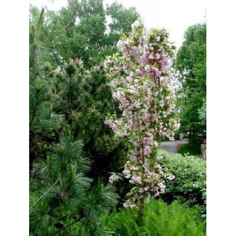 Cerisier du Japon 'Amanogawa' Pot de 4L/5L (1/3)