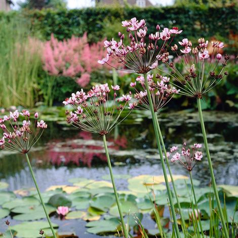 Bloomique - Lot de 3 - Butomus Umbellatus - Butome en ombelle - Plantes de bassin - Résistante au gel - 15-25 cm de haut - Pot 9 cm