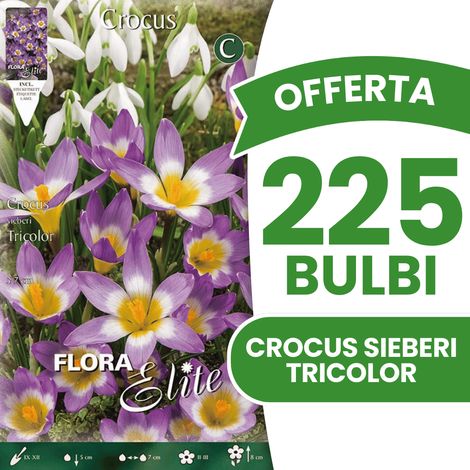 OFFERTA 225 BULBI CROCUS SIEBERI TRICOLOR