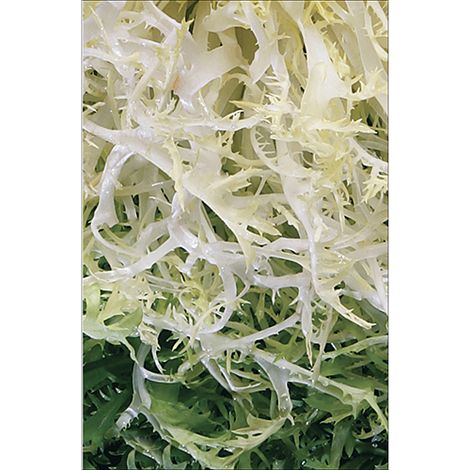 Sticker réfrigérateur et lave vaisselle, salade frisée fraîcheur déco, 75 cm X 49 cm (1/4)
