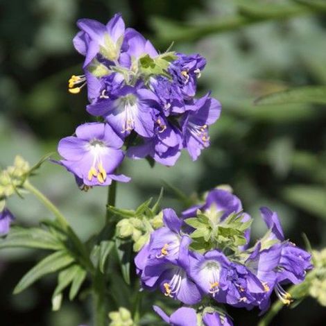 4 x Valériane grecque - Polemonium caeruleum  - godet 9x9 cm (1/4)