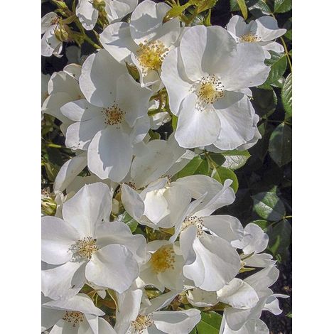 Rosier à massif 'Sans Contrainte Nectar Garden Escimo Korm Pot de 3L/4L (1/3)
