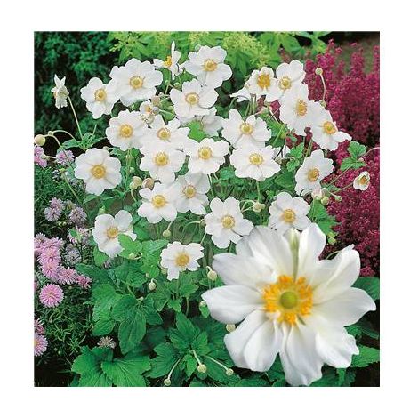 Anémone japonica Honorine Jobert – Plante vivace rustique avec grandes fleurs blanches – Lot de 3 godets pour massifs colorés – Fabre Graines