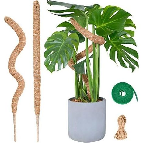 Tuteur Monstera pour Plantes, 60cm x 2 kit de Poteau Mousse Plantes Grimpantes, Coco d'intérieur - (1/5)