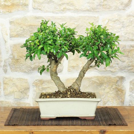 Bonsai di Melograno da fiore bianco, alto 35 cm, esemplare unico (1/5)