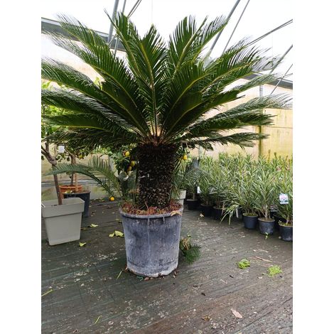 Cycas Cicas Revoluta Palma Nana in Mastello Ă¸55 h tronco 50 cm altezza totale 110 cmâ€“Pianta Ornamentale Sempreverde da Esterno e Interno Luminoso Tropicale Resistente â€“ Ideale per Giardino, Terra