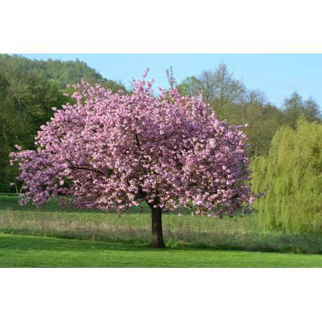 Magnolia giapponese ad alberello "Magnolia soulangeana" pianta in vaso ø30 cm h 110/130 cm