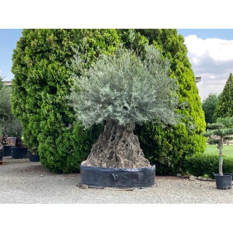 Ulivo Olivo Olea Europea a Palla in mastello da 230 litri (1/2)