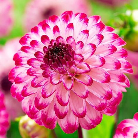 Dahlia rose Pon Pon - Bulbes de fleurs - 5 pièces - Tubercules pour le jardin (1/5)