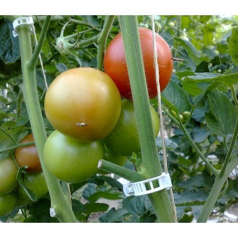 Lot de 1000 clips tomate – Ø 23mm – En polypropylène pour tuteurage efficace – Architecture ajourée pour réduire moisissures (1/4)