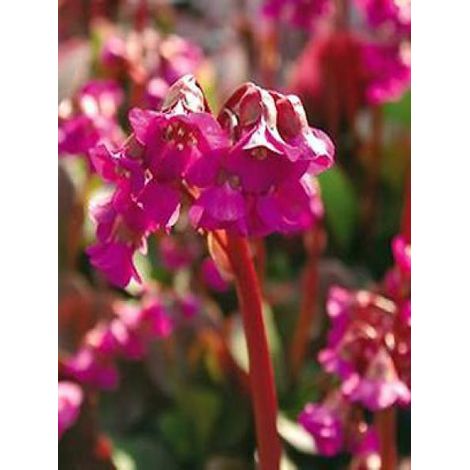 Bergénia à feuilles cordées 'Eroïca' Godet de 8/9 cm