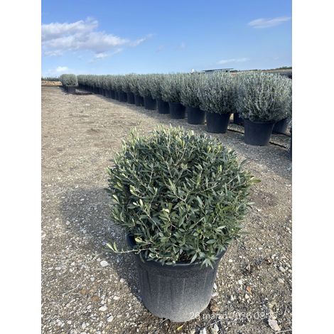 OLEA EUROPAEA BOULE 55 CYPRES
