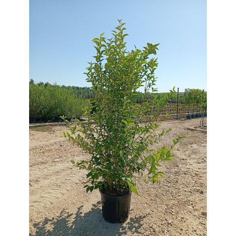 LIGUSTRUM JAPONICUM CESP.40