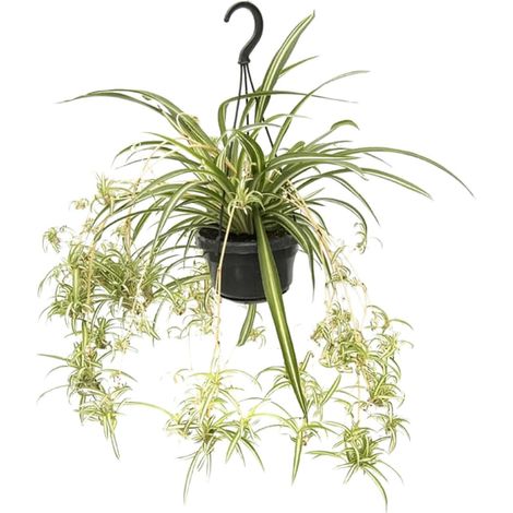 Plante Araignée Chlorophytum comosum Variegatum - Plante d'Intérieur Dépolluante - Ø14cm H55cm - PANGIVO (1/4)