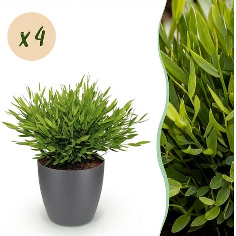 Lot de 4 Plantes d'Intérieur Bamusa Pogonatherum Monica Herbe de Bambou Pots Gris 20 cm - PANGIVO (1/5)