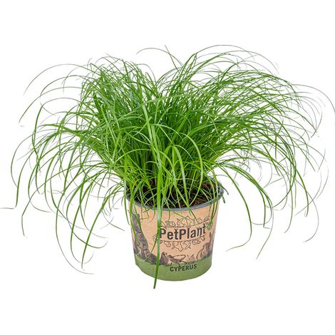 Bloomique - Cyperus zumula - Herbe à chat - Plante d’intérieur - Sans danger pour les animaux - 20-30 cm de Haut - Pot 12 cm