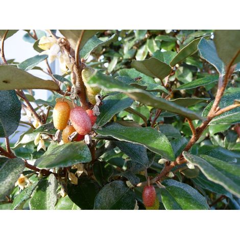 ELEAGNUS EBBINGEI COMPACTA PALLA 60 (1/4)