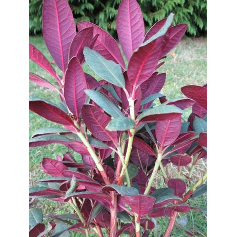 Rhododendron 'Wine & Roses' Pot de 6L/7L (1/3)