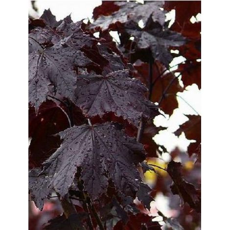 Érable plane 'Royal Red' Pot de 7,5L/10L