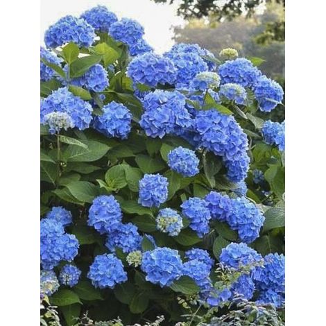 Hortensia 'Endless Summer The Original bleu' Pot de 2L/3L