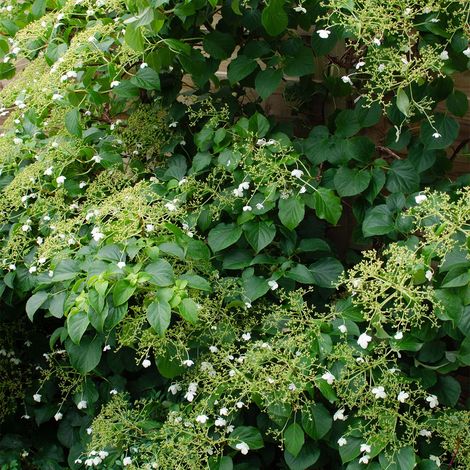 Bloomique - Lot de 2 - Hydrangea petiolaris - Hortensia grimpant - Plantes grimpantes - Plantes de jardin - Rustiques - Hauteur 50-70 cm - Pot 15 cm