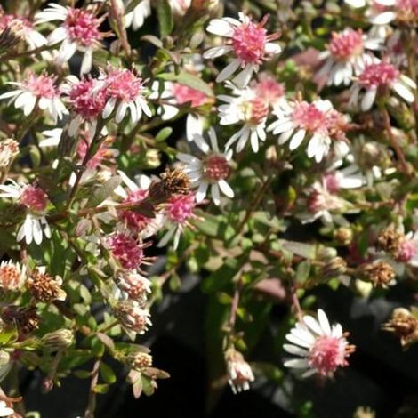 Aster d'automne Horizontalis/Lot de 3 godets