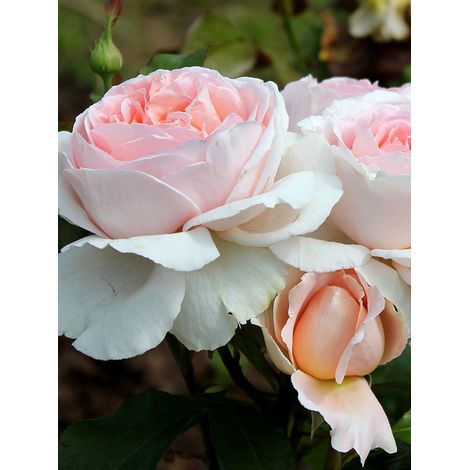 Rosier Thé moderne 'André Le Nôtre' Pot de 4L/5L (1/2)