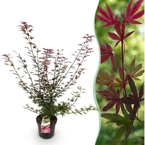 Érable du Japon Acer palmatum Shaina Arbuste Décoratif Feuillage Rouge Hauteur 90 cm Pot 26 cm - PANGIVO (1/5)